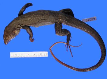 Media type: image; Herpetology R-46040